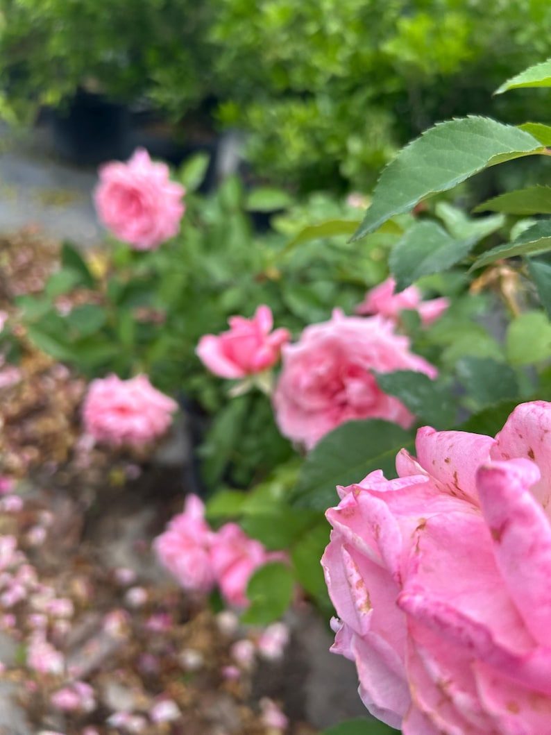 Belinda’s Dream Rose