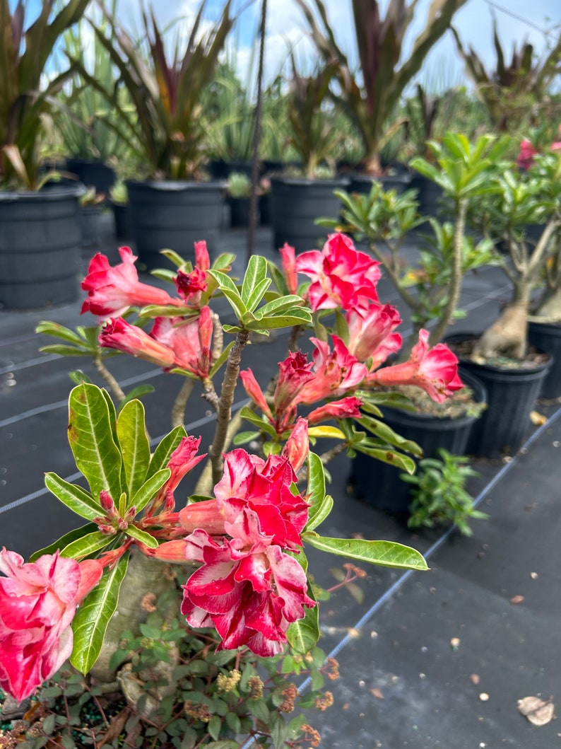 Blooming Plants