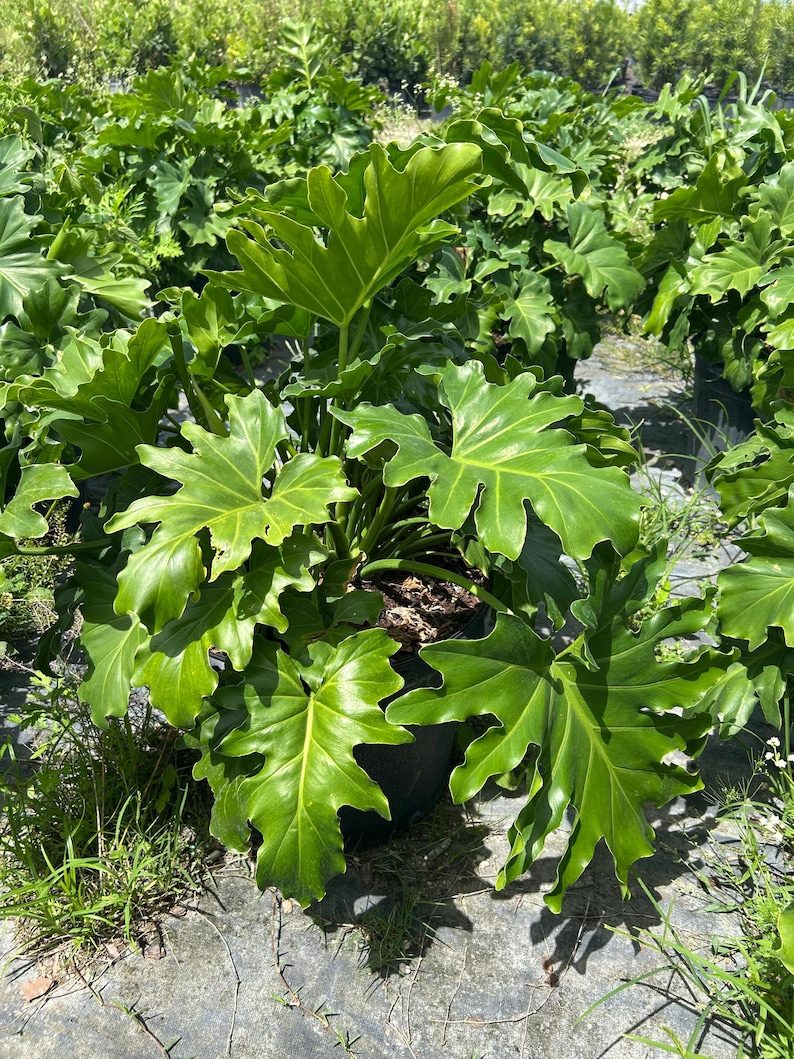 Philodendron Selloum