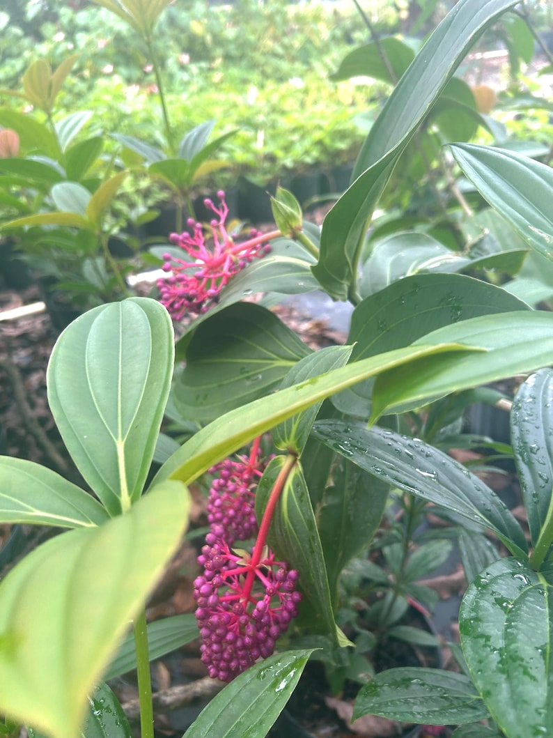 Indoor & Houseplants