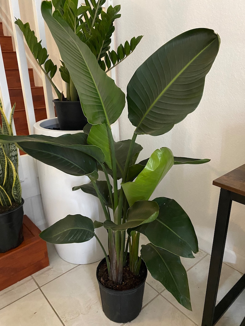 White Bird of Paradise