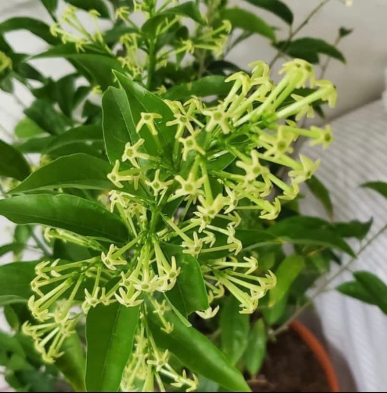 Night Blooming Jasmine