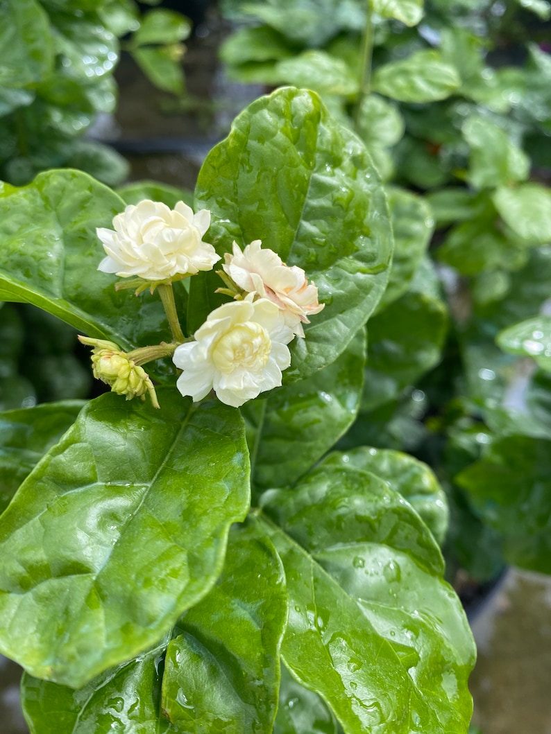 Grand Duke of Tuscany Jasmine