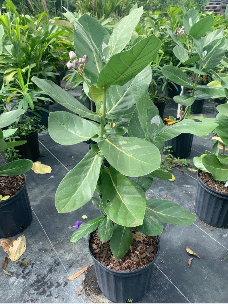 Giant Milkweed