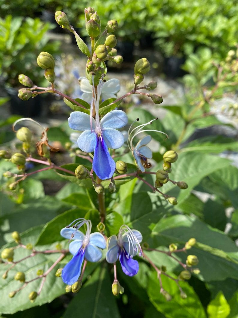 Blue Butterfly Bush